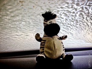 IMG_4993-120817
